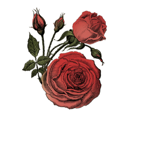 Essence of Rose